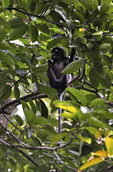 Mono en un árbol — Foto de Stock