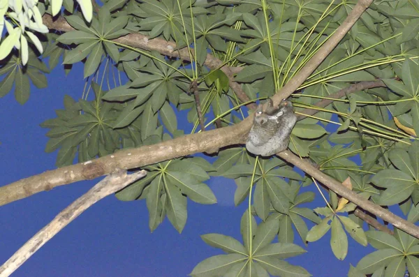 Un lémur volador de Sunda (Galeopterus variegatus) se aferra a un árbol en las selvas tropicales del sudeste asiático —  Fotos de Stock
