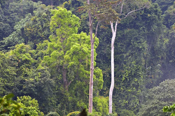 Insel Langkawi, Malaien — Stockfoto