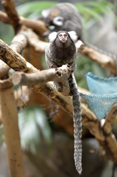 El Marmoset de orejas con copetudo negro — Foto de Stock