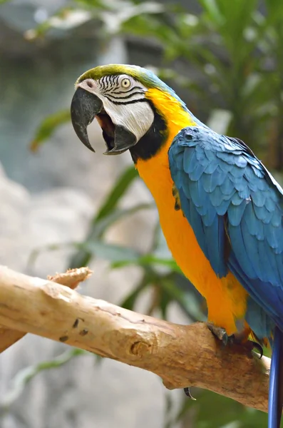 Archivbild eines Papageis — Stockfoto