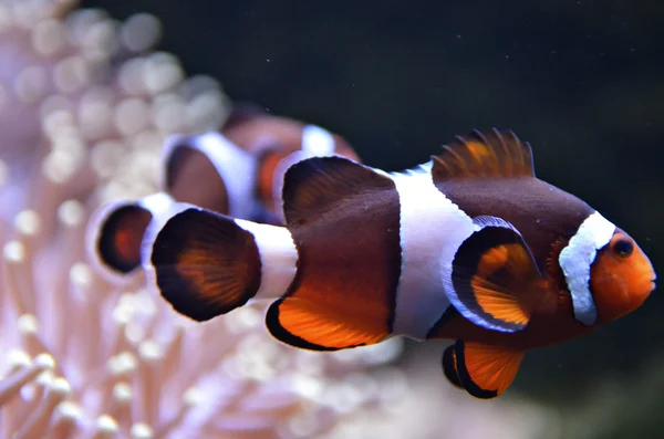 Pesce pagliaccio o pesce anemone — Foto Stock
