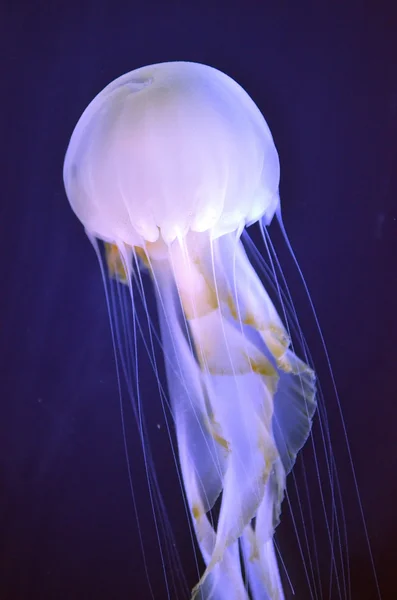 Изображение группы медуз — стоковое фото