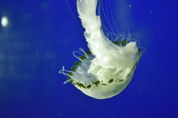 Стокове зображення групи медуз — стокове фото