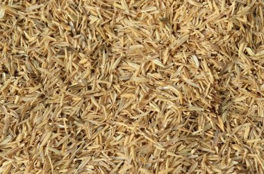 bir avuç pirinç taneleri ile kepek deniz hayvanı kabuğu