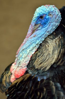 Wild Turkey (meleagris four allopavo)
