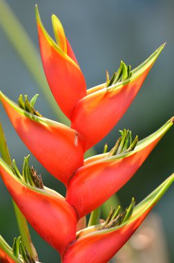 Stok görüntü yakın çekim çiçek