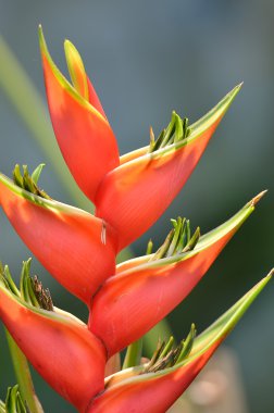 Stok görüntü yakın çekim çiçek