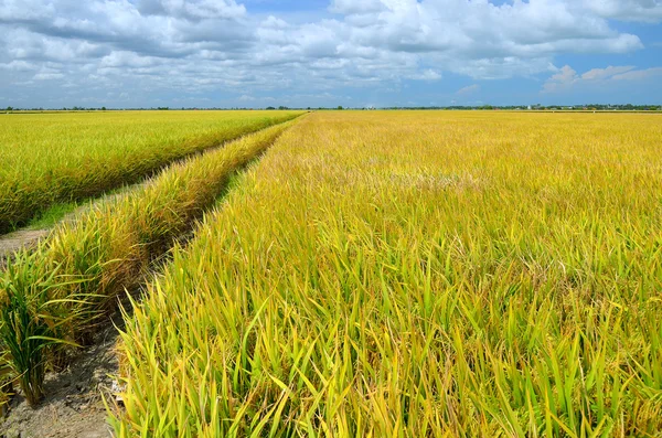 Asya pirinç ürün Sekinchan, Malezya
