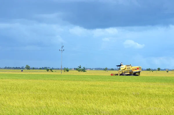 Den asiatiske risafgrøde i Sekinchan, Malaysia - Stock-foto