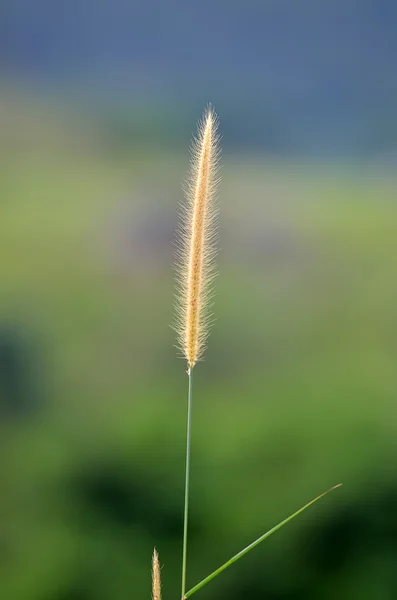 Broga Hill Malezya — Stok fotoğraf