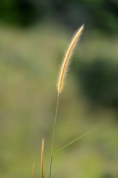 Broga Hill Malezja — Zdjęcie stockowe