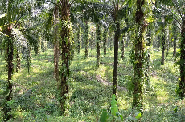 Palmiye Yağı Çiftliği