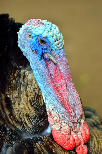 Wild Turkey (meleagris four allopavo)