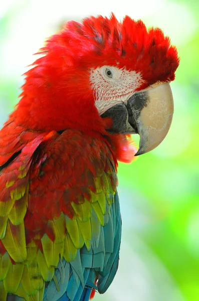 Immagine stock di un pappagallo — Foto Stock