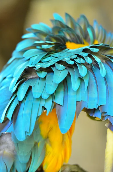 Pień obraz papuga — Zdjęcie stockowe