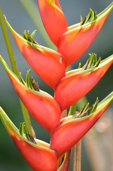 Imagem de estoque de flor close-up — Fotografia de Stock