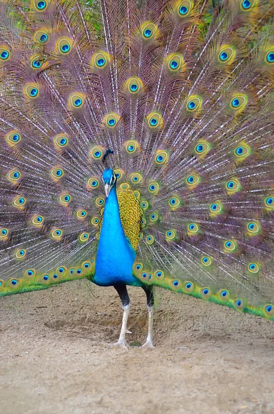 Retrato de hermoso pavo real con plumas — Foto de Stock