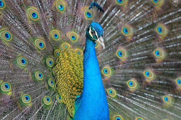 Retrato de hermoso pavo real con plumas — Foto de Stock