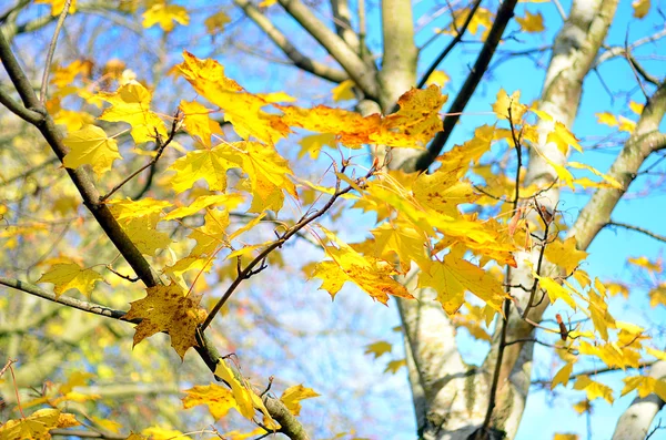 Kelvingrove Park - Glasgow, Escócia — Fotografia de Stock