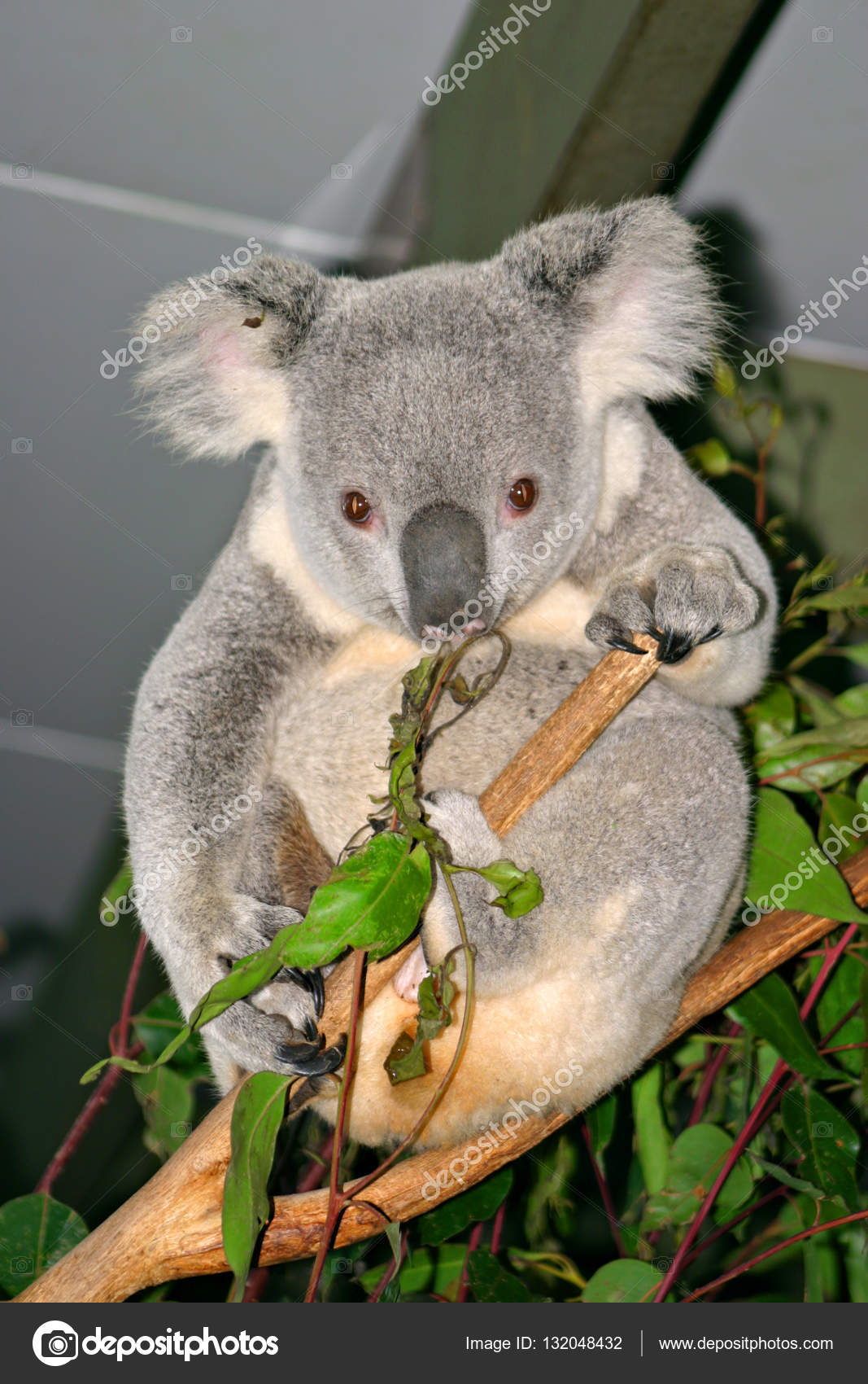 The Koala (Phascolarctos cinereus) is a thickset arboreal marsupial