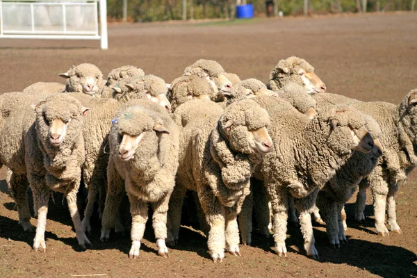Изображение овец — стоковое фото