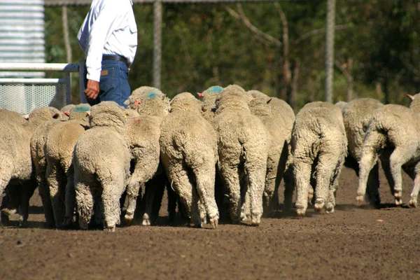 Изображение овец — стоковое фото
