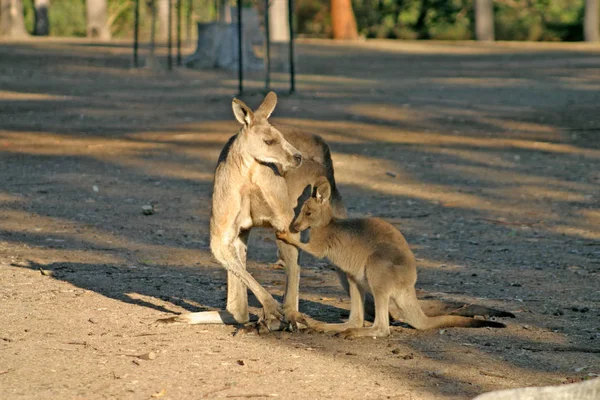 Canguru é uma espécie de marsupial da família Macropodidae. — Fotografia de Stock