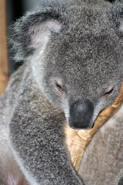 El Koala (Phascolarctos cinereus) es un herbívoro marsupial arbóreo espeso nativo de Australia. — Foto de Stock