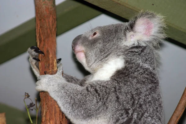 De Koala (Phascolarctos cinereus) is een gedrongen arboreal buideldier herbivoor Limnodynastidae — Stockfoto