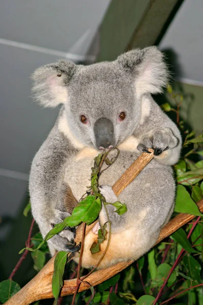 De Koala (Phascolarctos cinereus) is een gedrongen arboreal buideldier herbivoor Limnodynastidae — Stockfoto