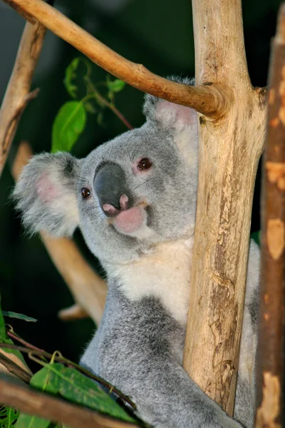 A Koala (Phascolarctos cinereus) bennszülött-hoz Ausztrália szépnövésű fán élő erszényes növényevő — Stock Fotó