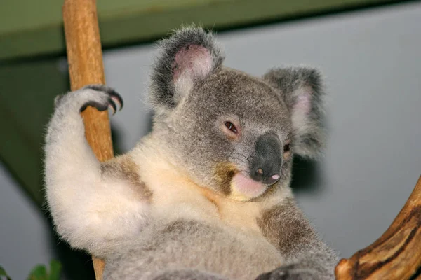 De Koala (Phascolarctos cinereus) is een gedrongen arboreal buideldier herbivoor Limnodynastidae — Stockfoto