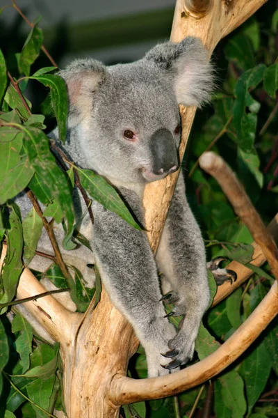 O Koala (Phascolarctos cinereus) é um herbívoro marsupial arbóreo grosso nativo da Austrália — Fotografia de Stock