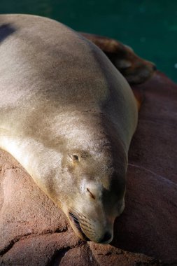 Deniz aslanı stok görüntü