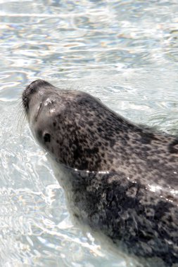 Deniz aslanı stok görüntü