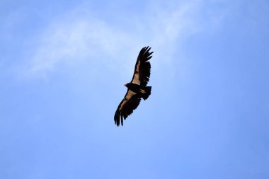 Condor Grand Canyon üzerinde uçuş
