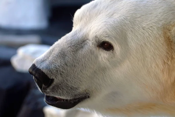 Imagine stoc de urs polar — Fotografie, imagine de stoc