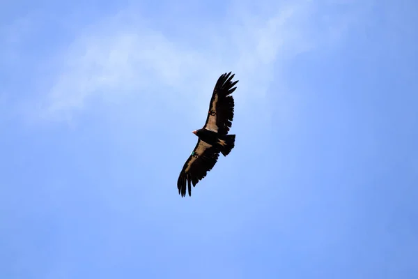 Condor em voo sobre Grand Canyon — Fotografia de Stock