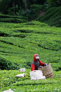 Cameron Highland, Malezya