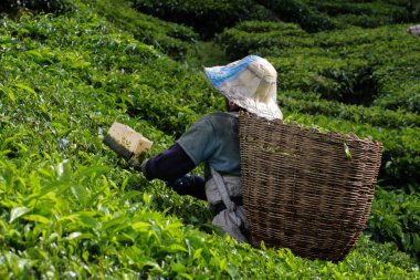 Cameron Highland, Malezya
