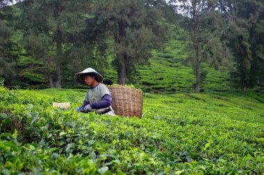 Cameron Highland, Malezya