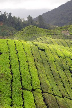 Cameron Highland, Malezya