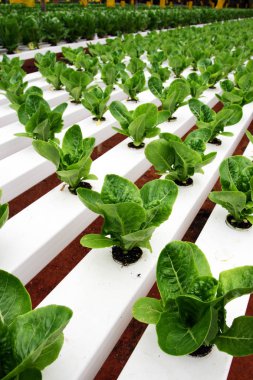 Hidrofonik plantasyonunda: Cameron Highlands, Malezya