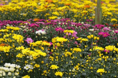 Camron Highland, Malezya çiçek alanlarının stok görüntü