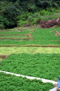 Sebze çiftliği'nde Cameron Highlands, Malezya