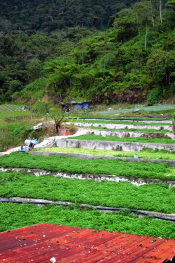 Sebze çiftliği'nde Cameron Highlands, Malezya