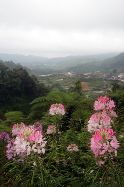 Cameron Highland, Malezya