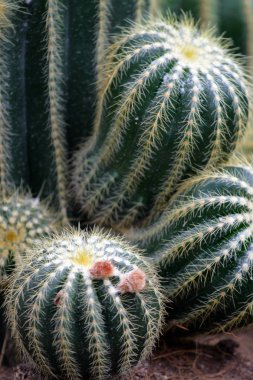 kaktüs görüntüyü kapat