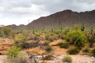 Saguaro Milli Parkı, ABD